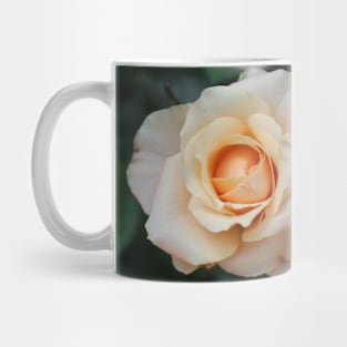 White rose blossom with bright yellow center Mug